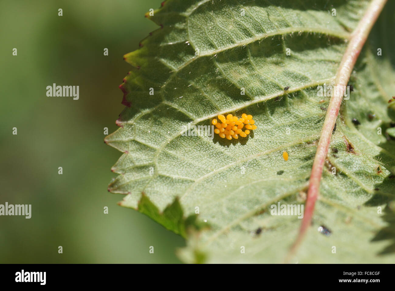 Beetle eggs hires stock photography and images Alamy