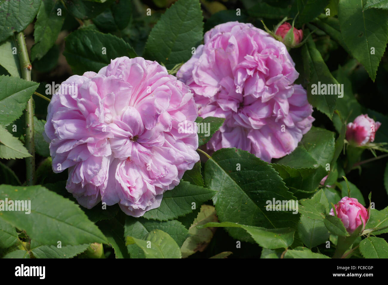 Rosa damascena Jacques Cartier, damask rose Stock Photo Alamy