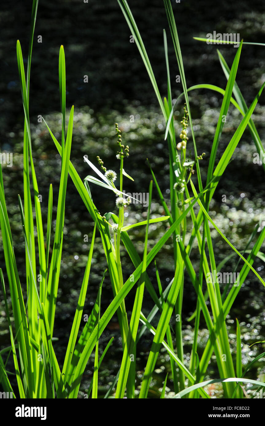 European bur-reed Stock Photo