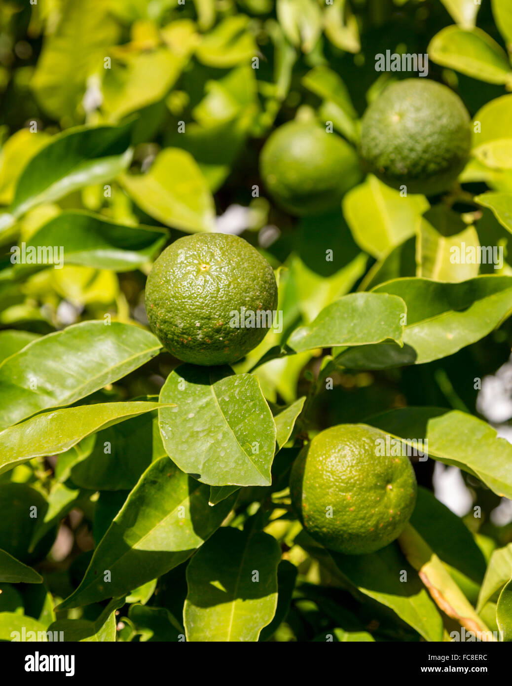 Hybrid tree growing oranges and lemons Stock Photo Alamy