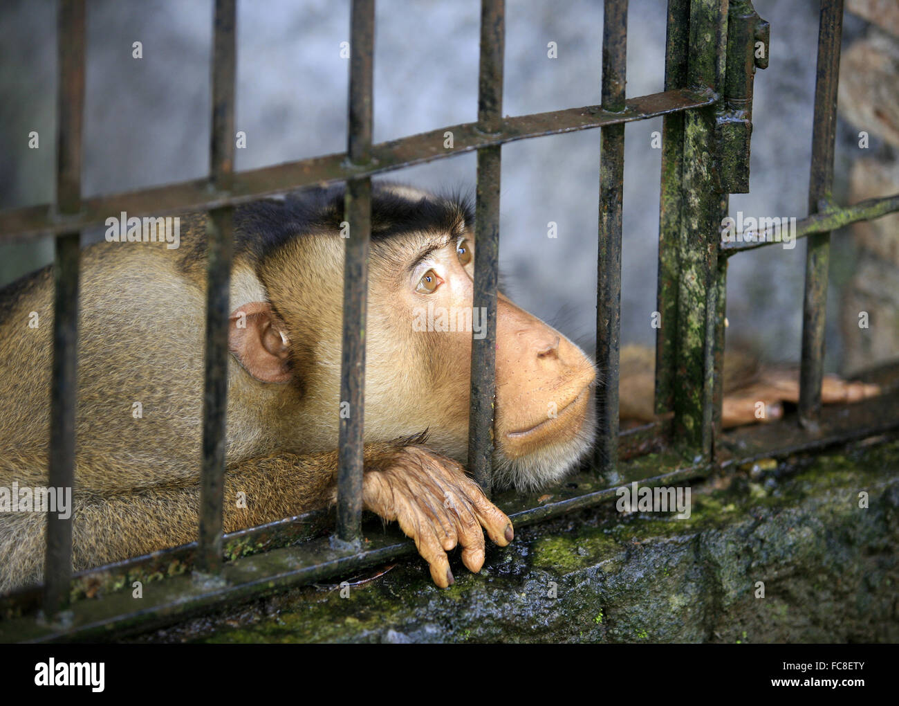 Monkey cage