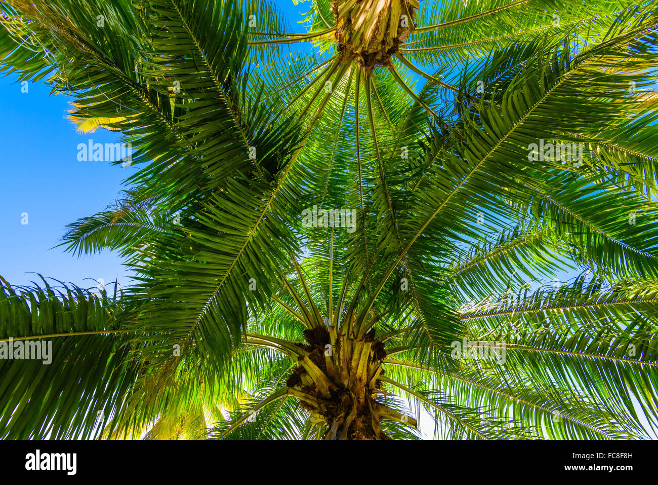 palm sun top Stock Photo