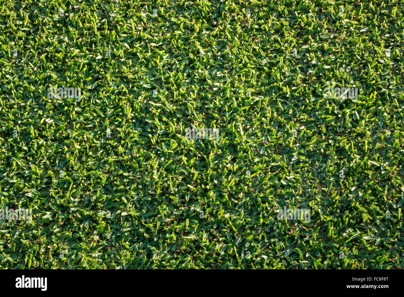 Top down view of newly mown grass lawn Stock Photo Alamy