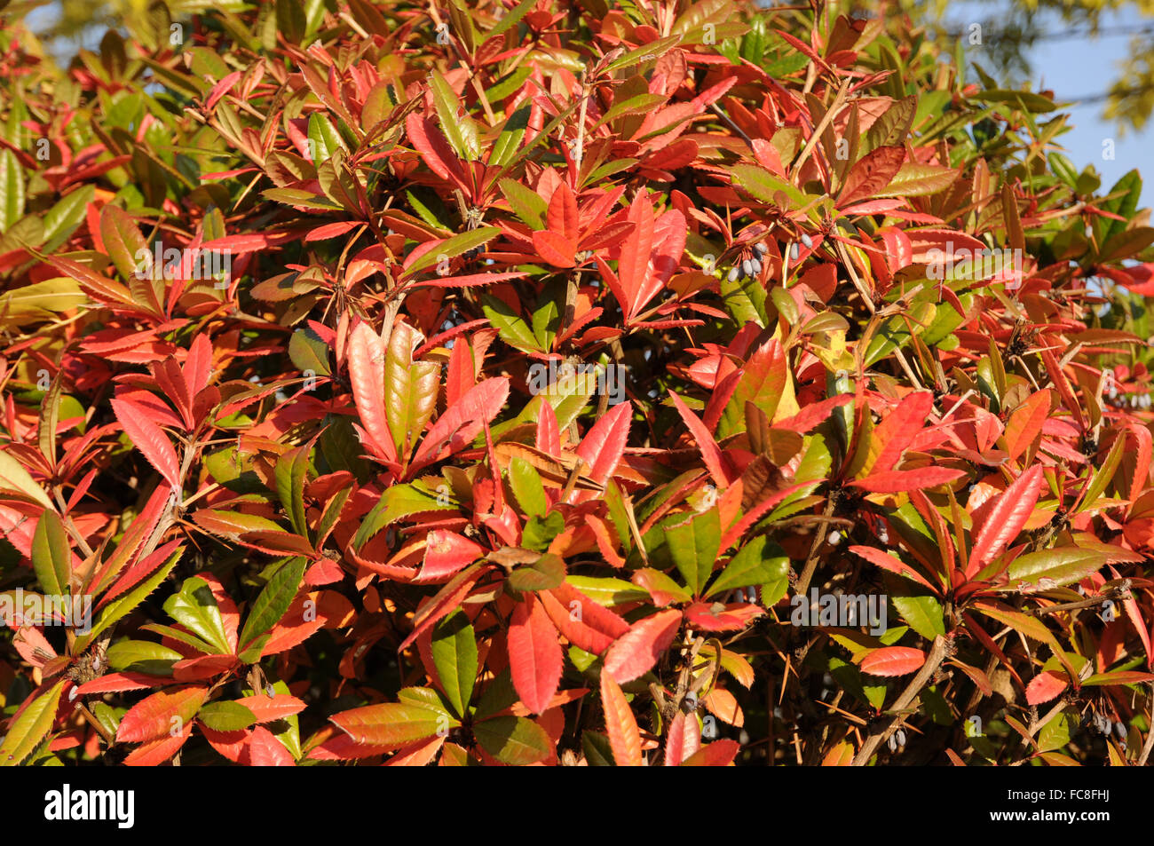 Chinese barberry Stock Photo