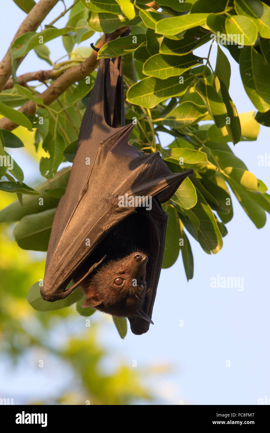 Black Flying-fox (Pteropus alecto) hanging from a branch during daytime Stock Photo