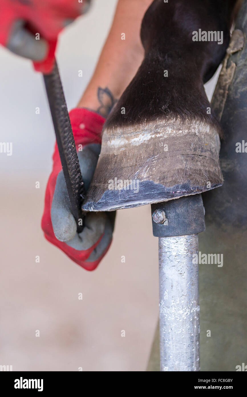 Domestic horse, foot care Ferrier raspeling a hoof. Germany Stock