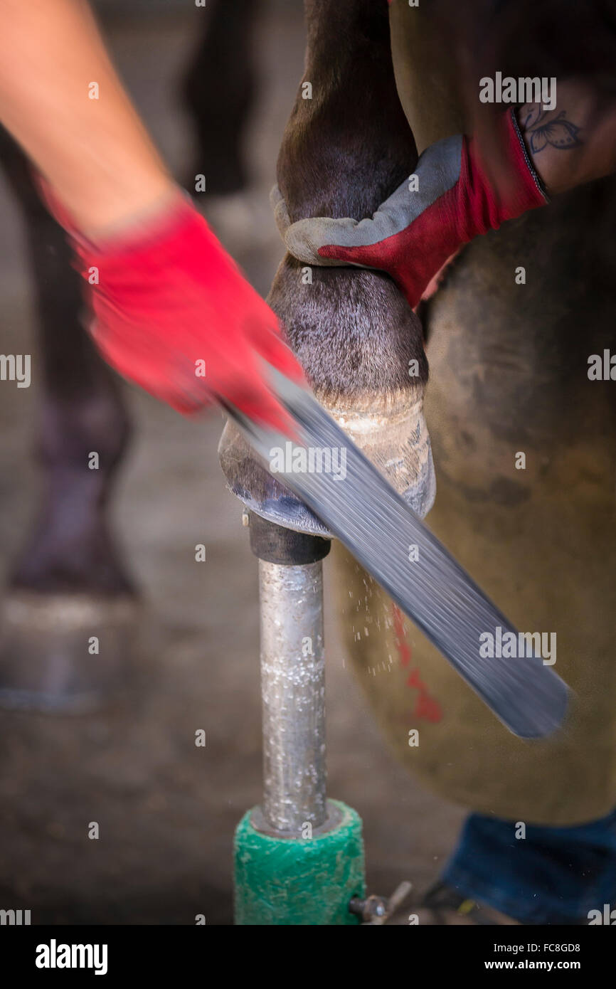Domestic horse, foot care Ferrier raspeling a hoof. Germany Stock