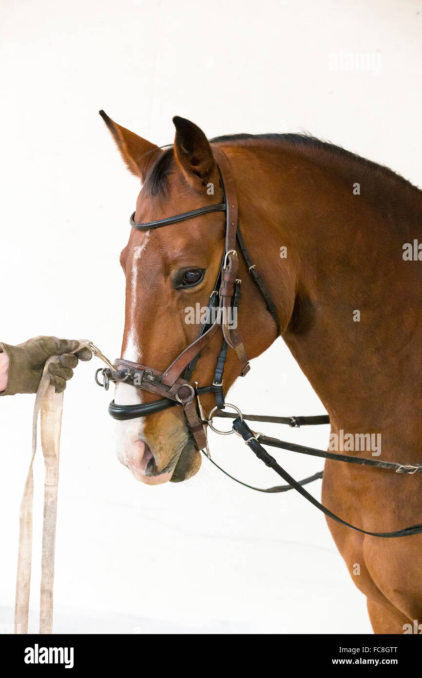 Hanoverian Horse. Chestnut adult wearing a lunge cavesson and side