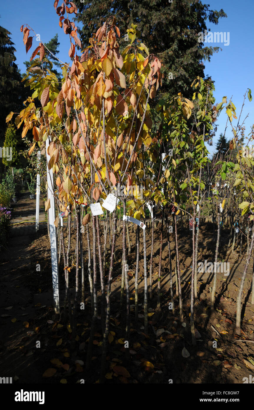 Fruit tree nursery hires stock photography and images Alamy