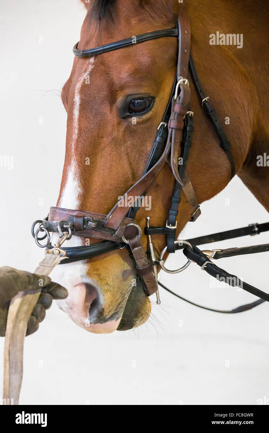 Hanoverian Horse. Chestnut adult wearing a lunge cavesson and side