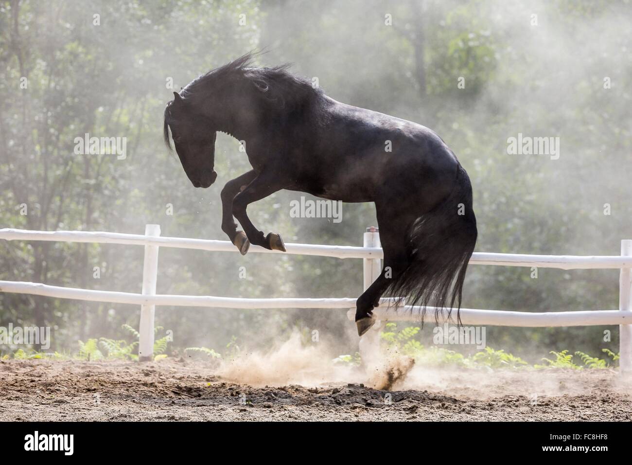 Bucking black horse hi-res stock photography and images - Alamy
