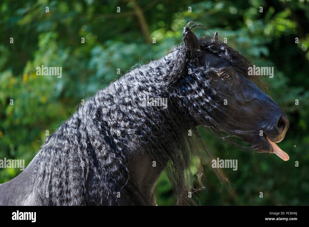 Murghese, Murge Horse. Portrait of black stallion, licking. Italy Stock Photo