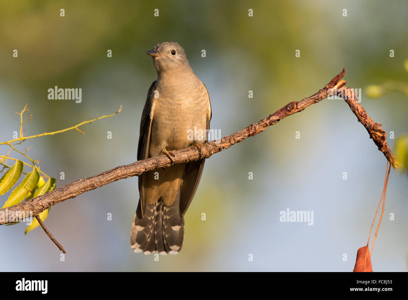 Brush Cuckoo perched on a branch Stock Photo