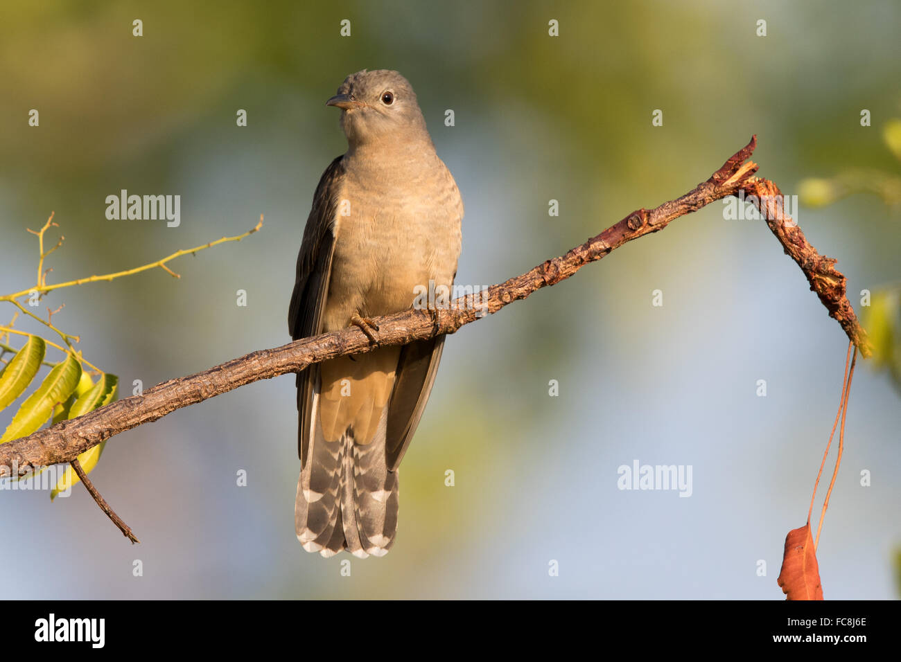 Brush Cuckoo perched on a branch Stock Photo