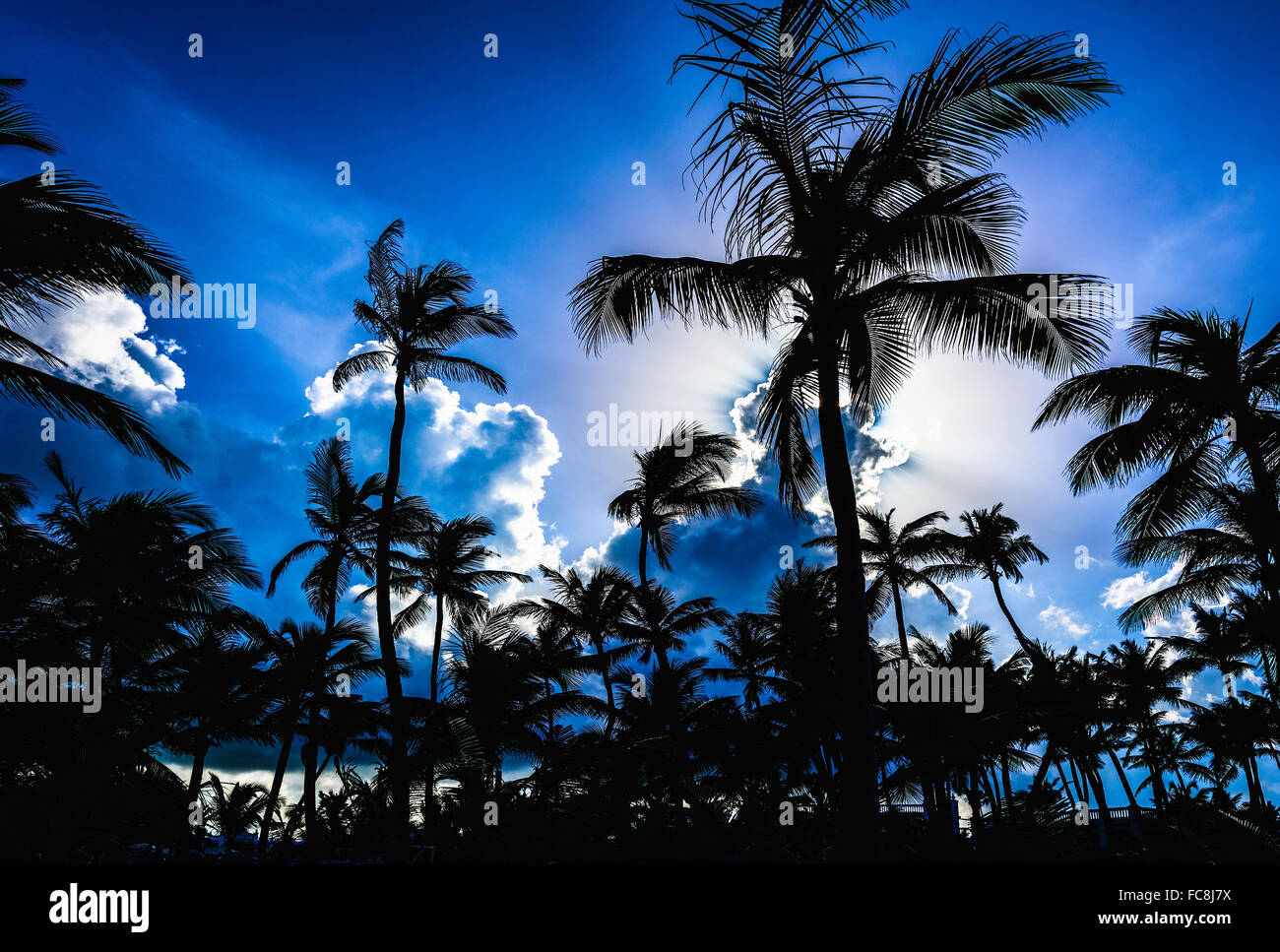 sunset silhouette of palm trees Stock Photo - Alamy