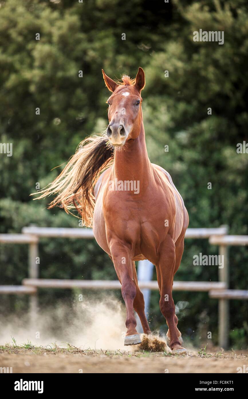 American Quarter Horse. Chestnut gelding galloping in a paddock. Italy