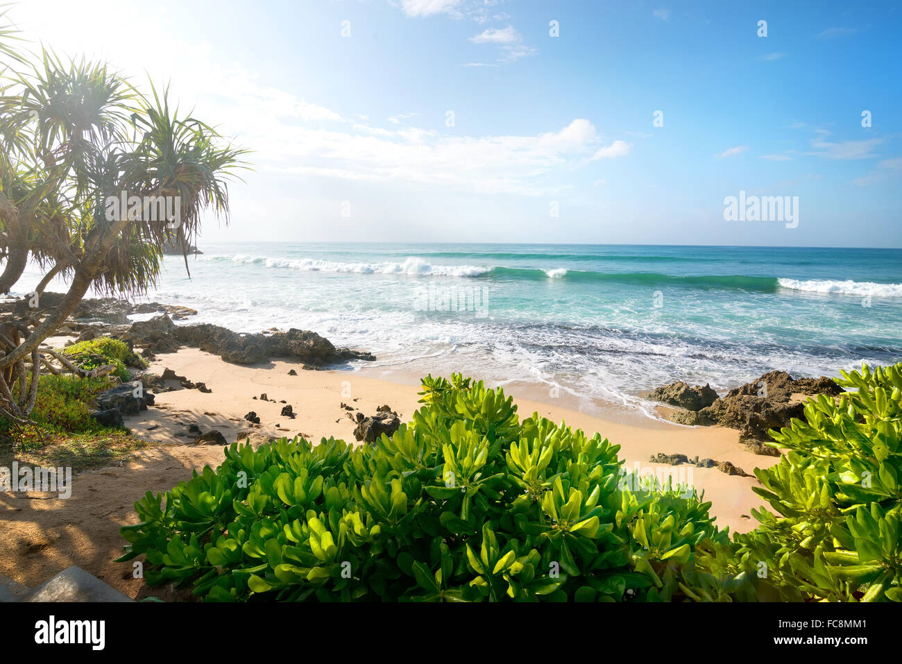 Exotic plants on a sandy beach of indian ocean Stock Photo