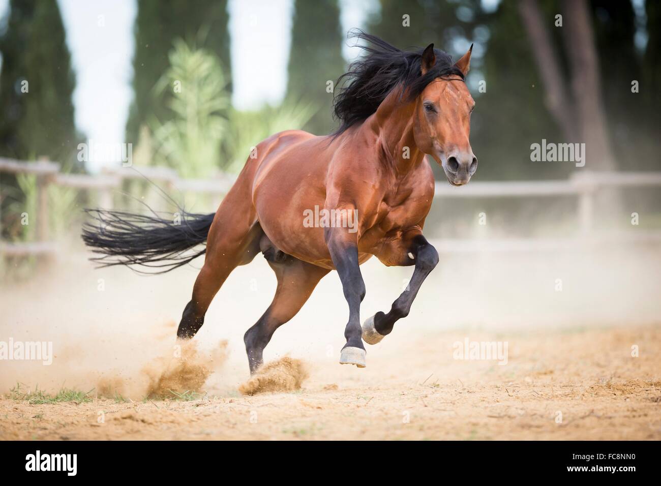 American Quarter Horse. Bay stallion galloping in a paddock. Italy