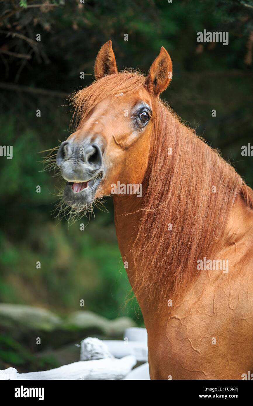 Sicilian Warmblood. Portrait of chestnut mare, neighing. Italy Stock Photo