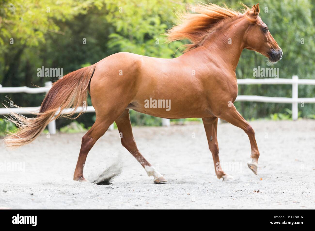 Sicilian Warmblood. Chestnut mare galloping in a paddock. Italy Stock