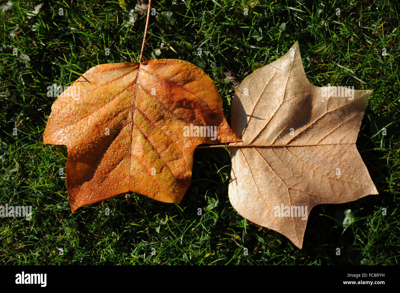 Indian tulip tree flower hi-res stock photography and images - Alamy