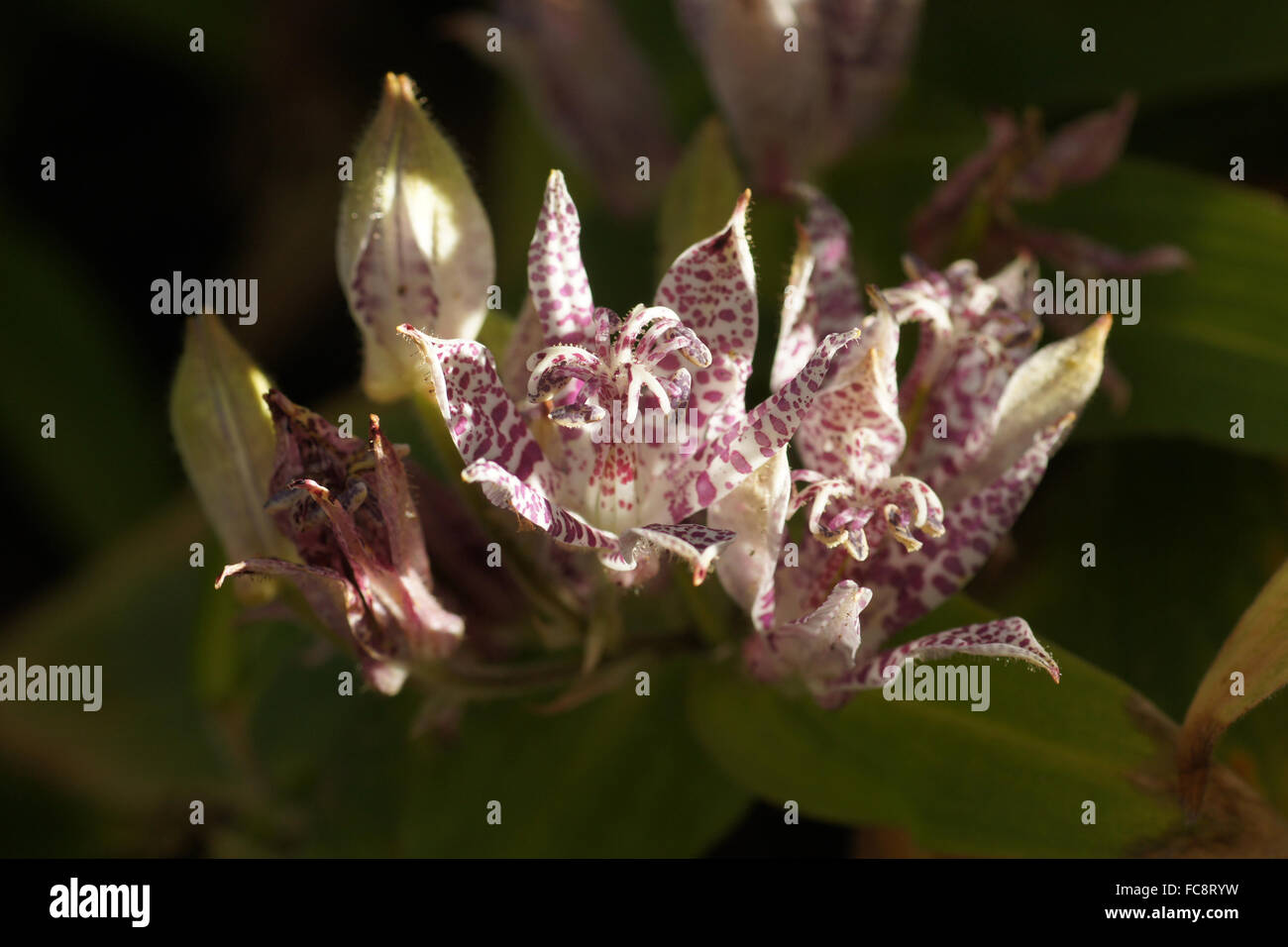 Japanese toad lily Stock Photo