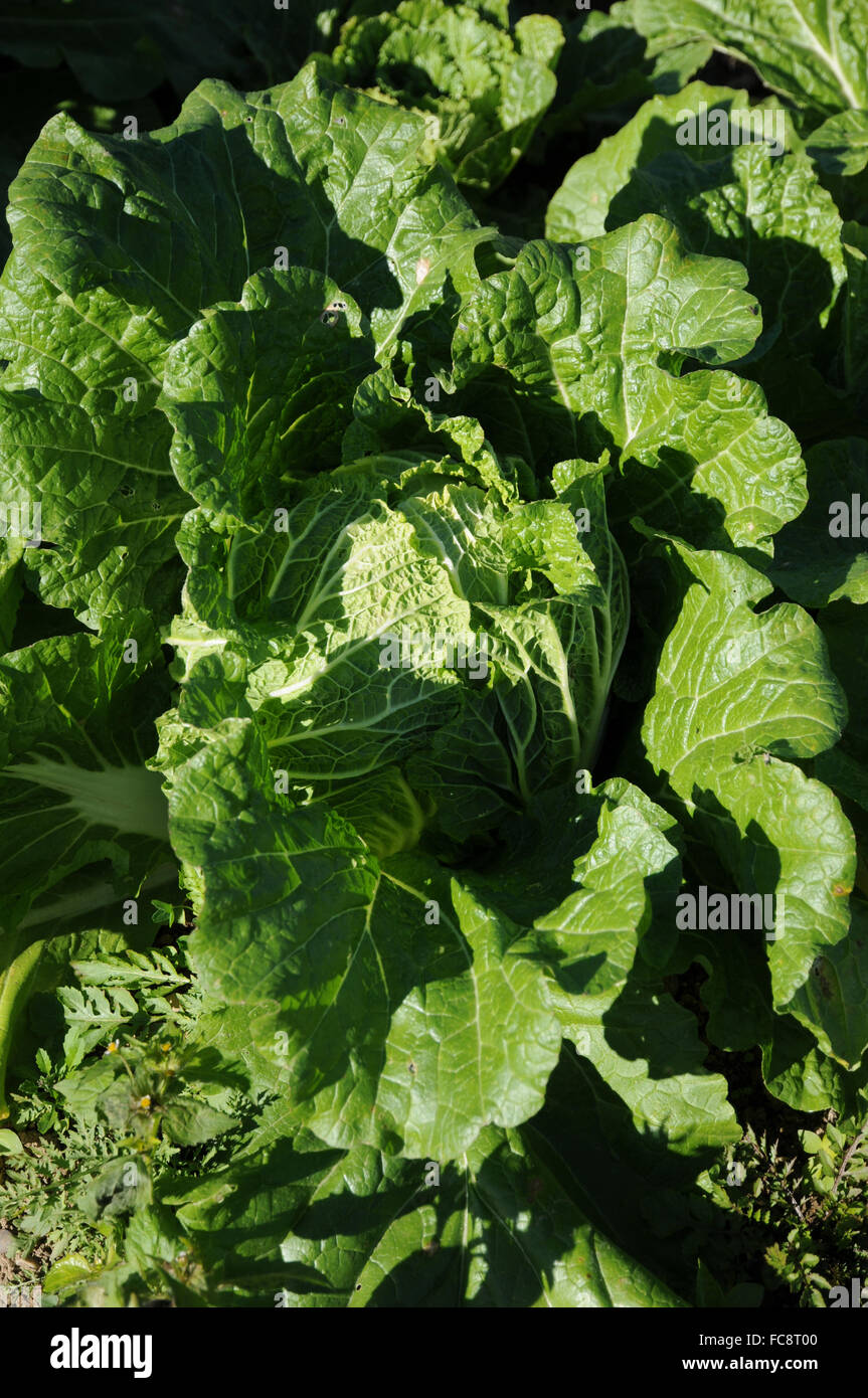 Napa cabbage Stock Photo