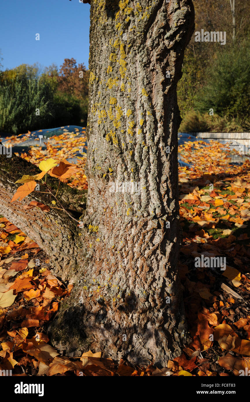 Indian tulip tree flower hi-res stock photography and images - Alamy