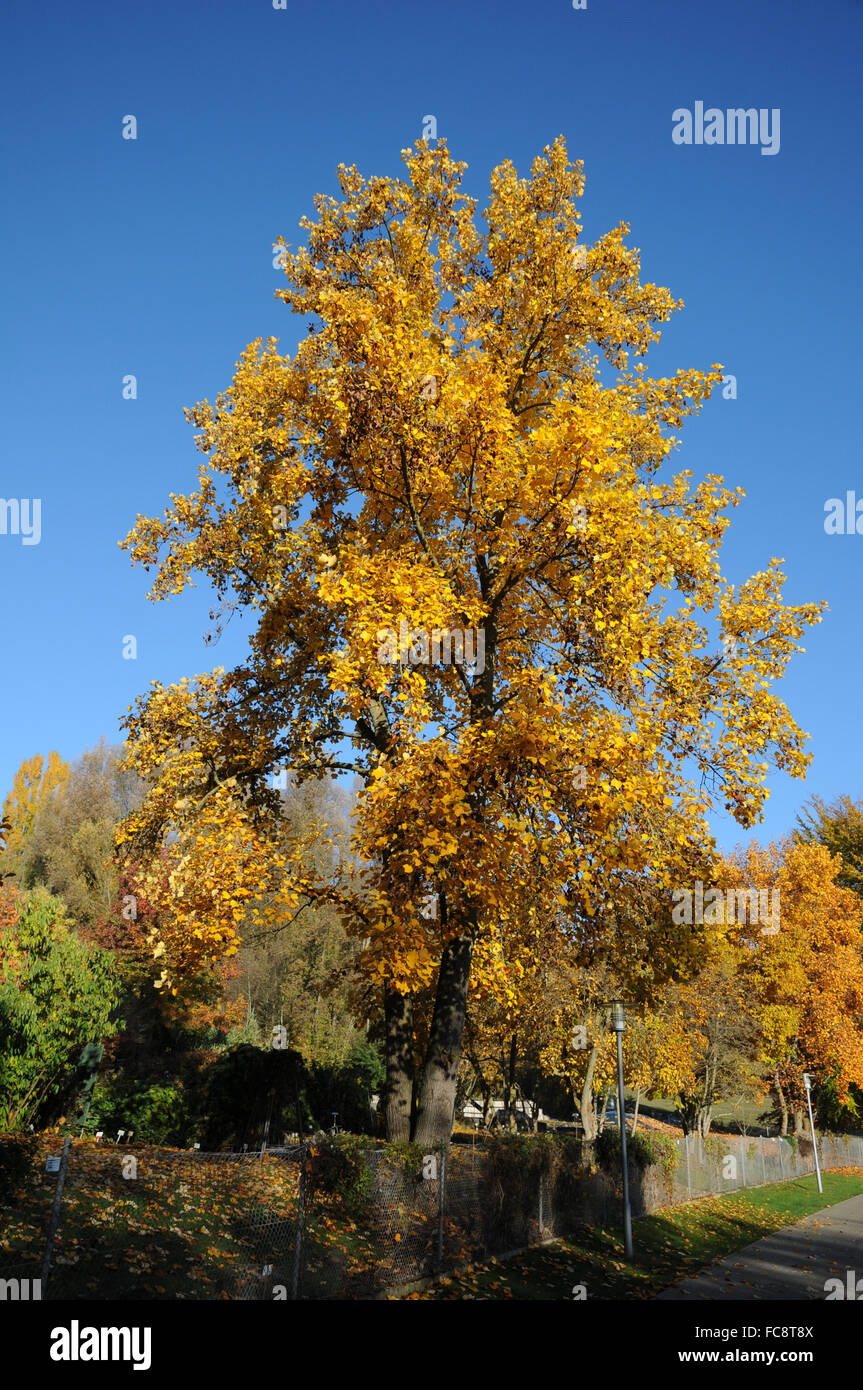 Indian tulip tree flower hi-res stock photography and images - Alamy