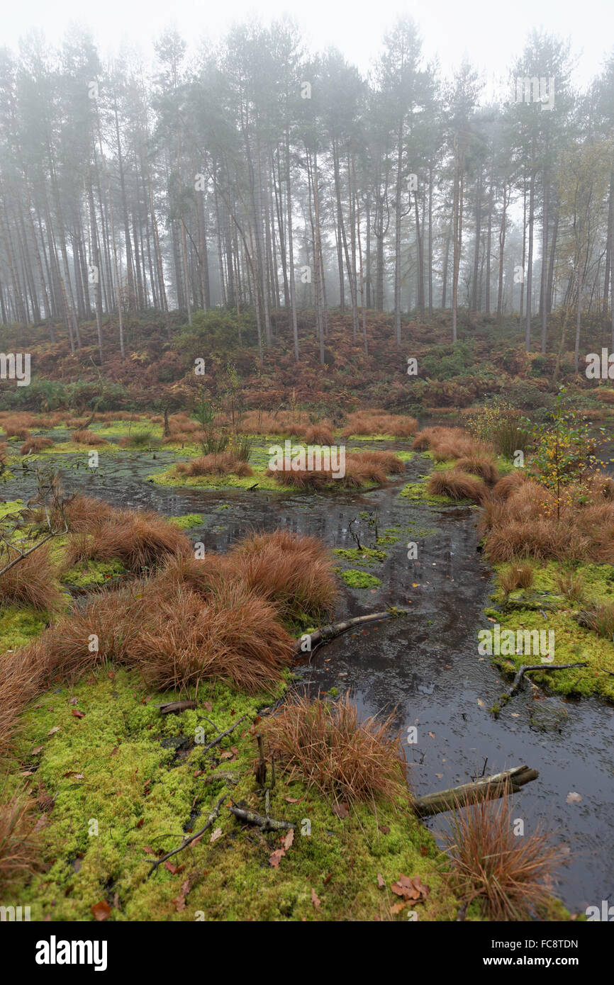 vertical, composition, trees, water, Delamere Forest, Cheshire, England
