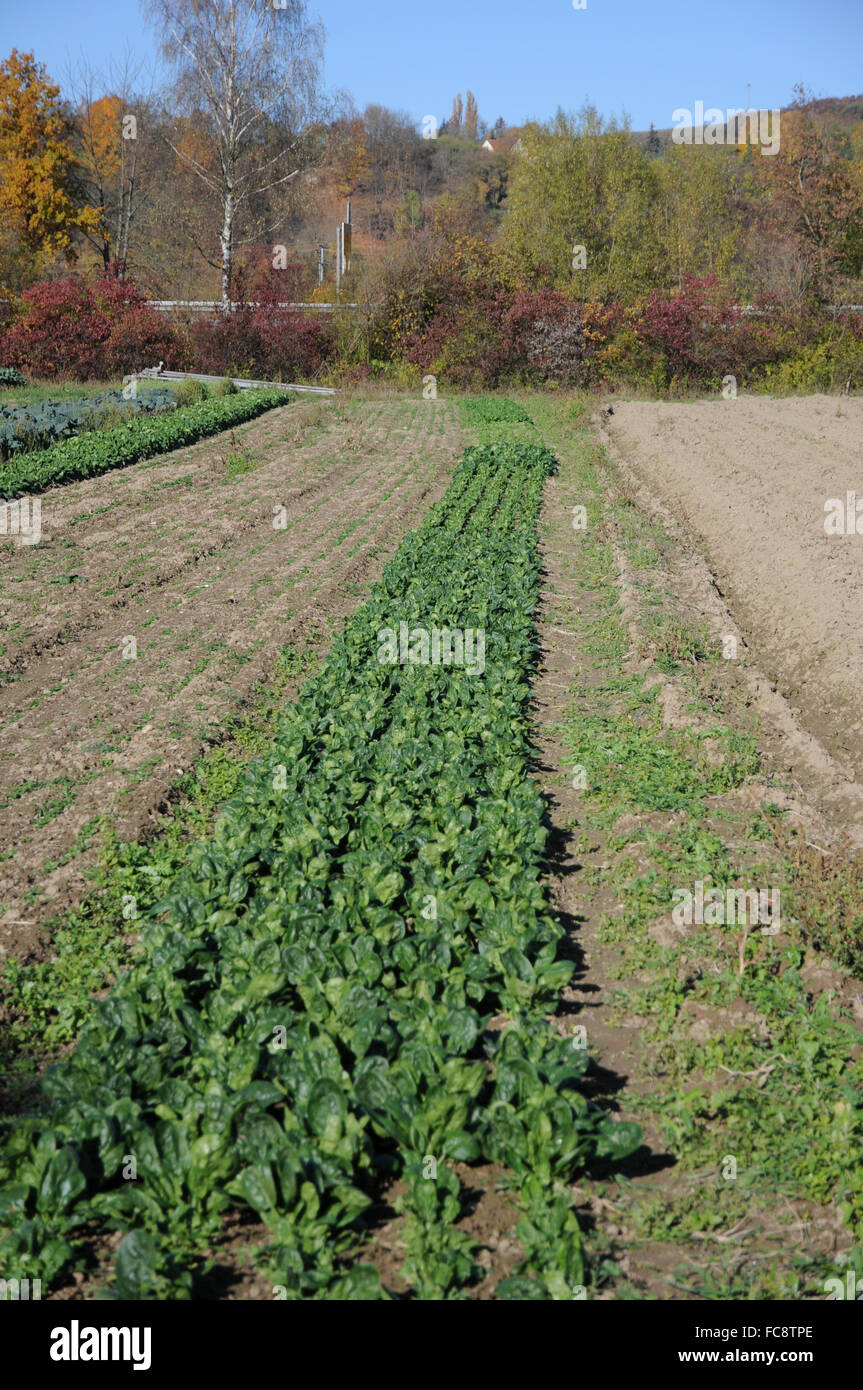 Indian spinach plant hi-res stock photography and images - Alamy
