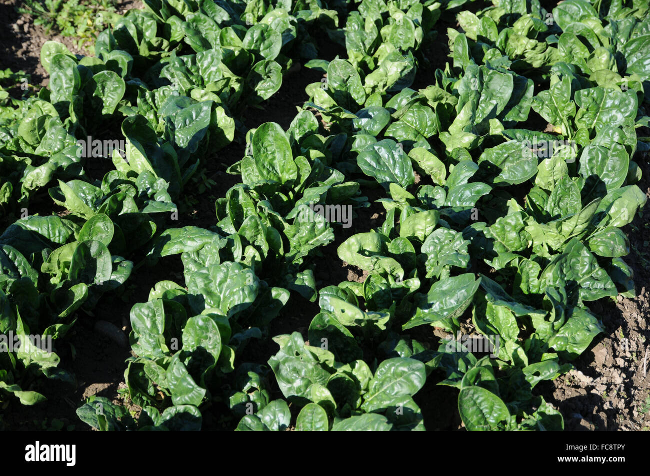 Indian spinach plant hi-res stock photography and images - Alamy