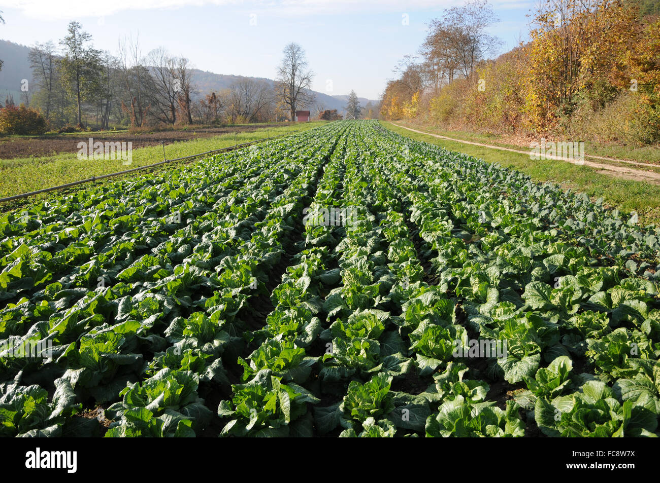 Chinese cabbage Stock Photo