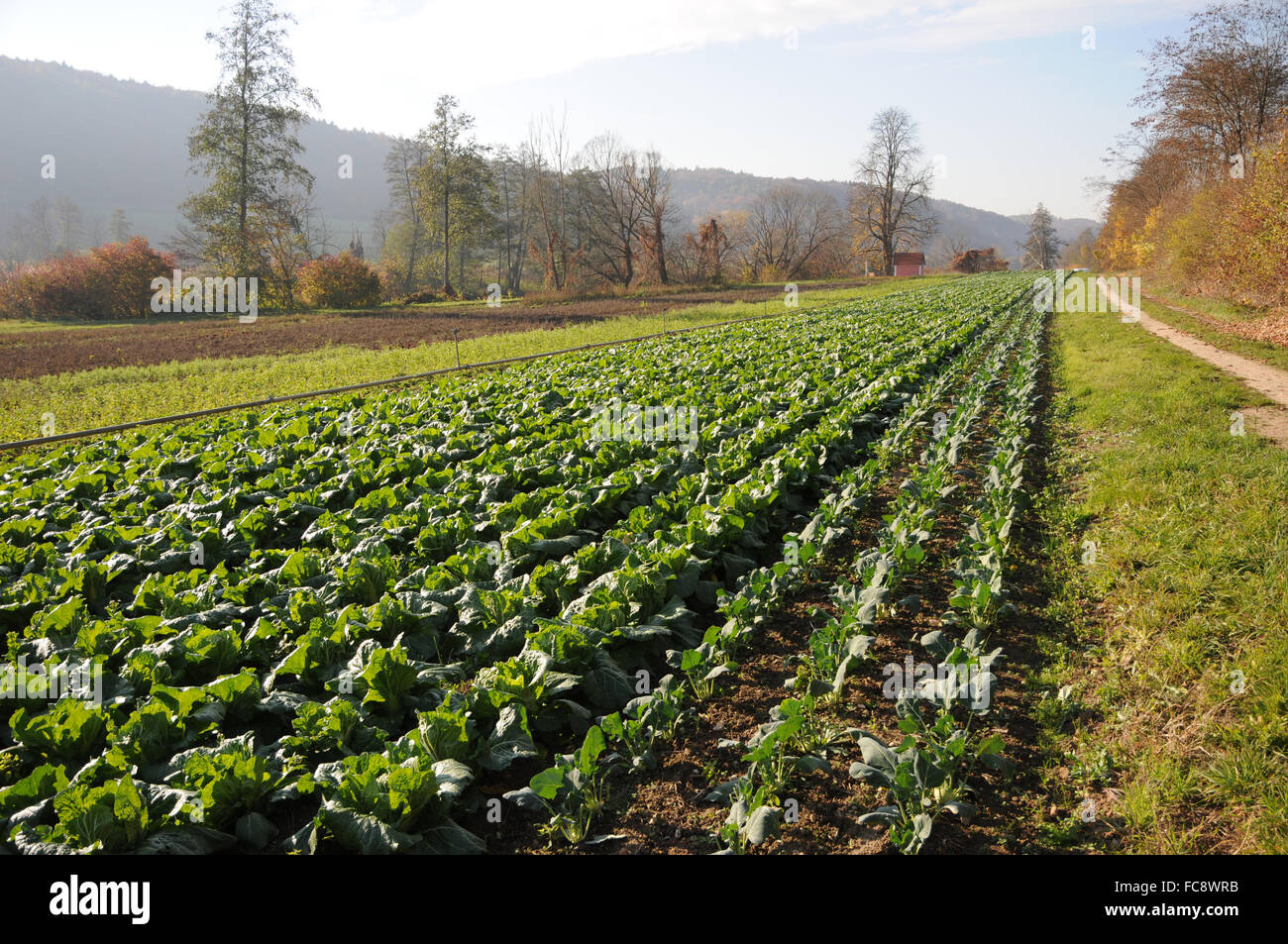 Cabbage Stock Photo