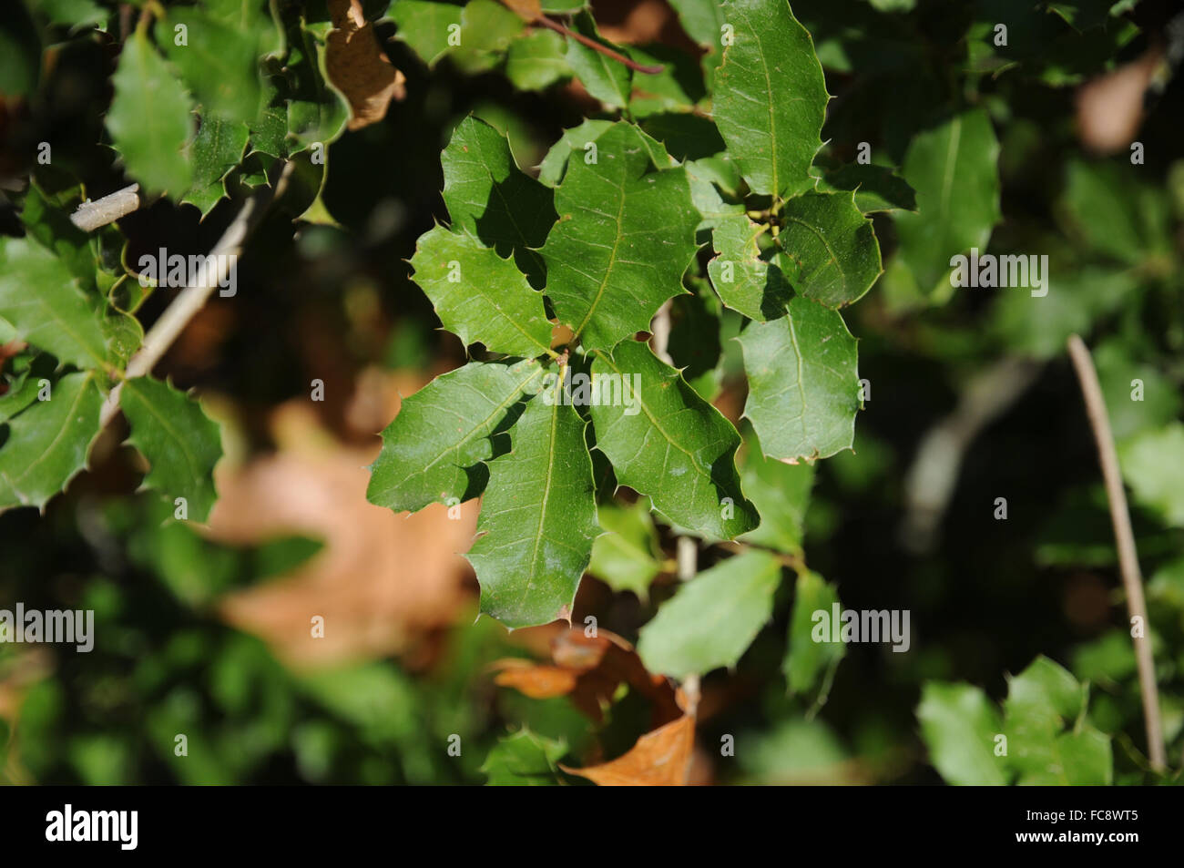 Dwarf oak trees hires stock photography and images Alamy