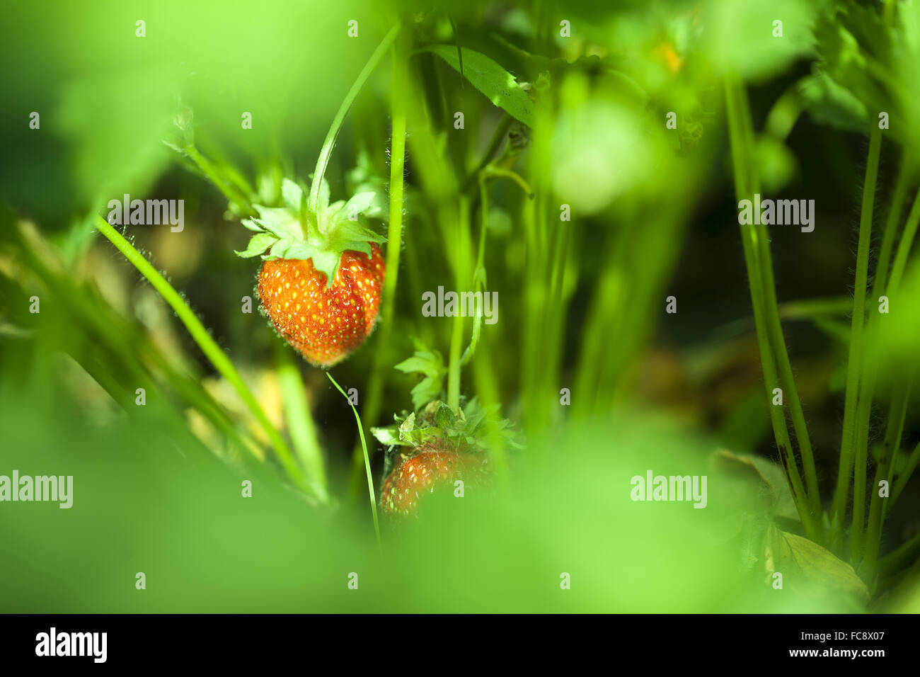 Strawberry in the fruit garden Stock Photo - Alamy