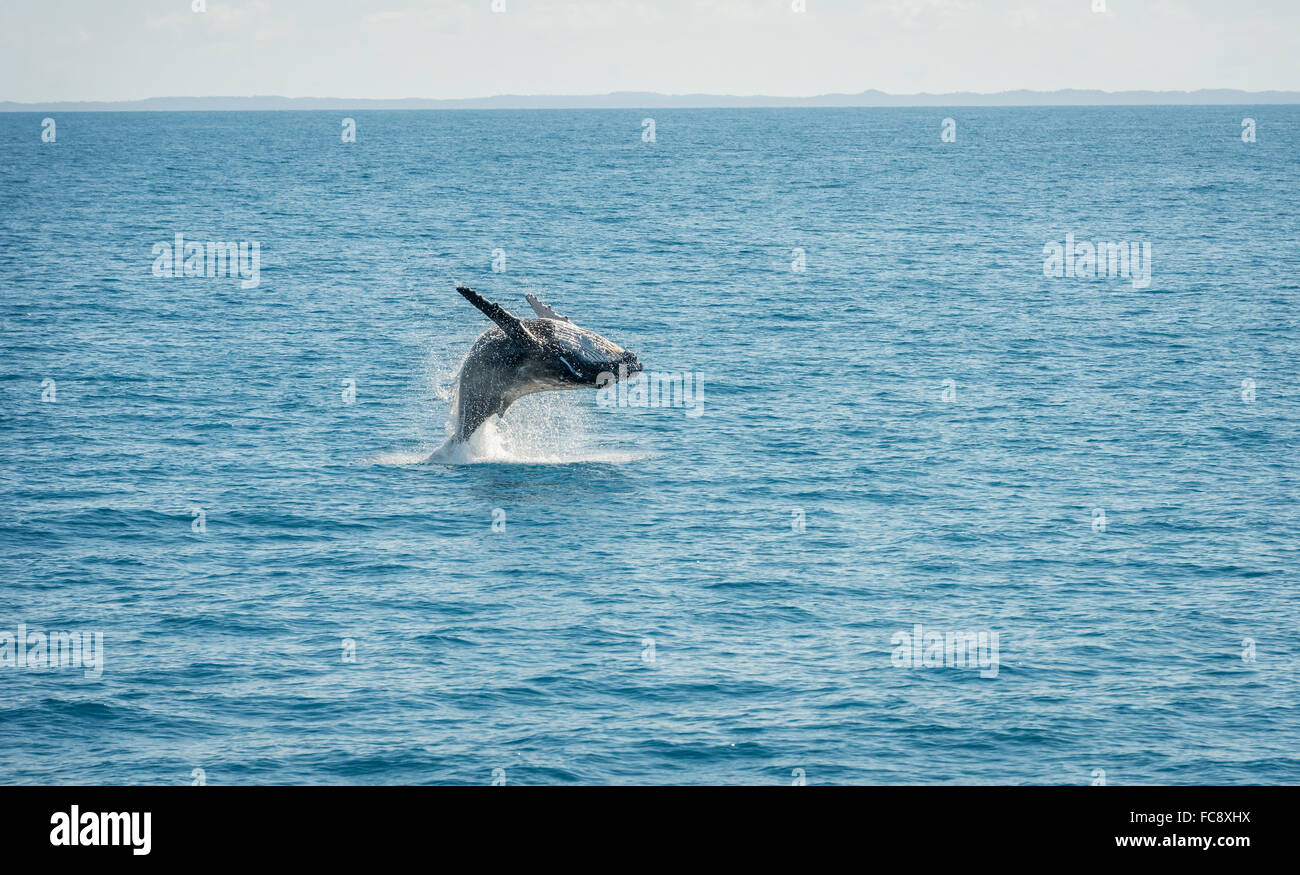 Jumping Wal Hervey Bay, Australia Stock Photo