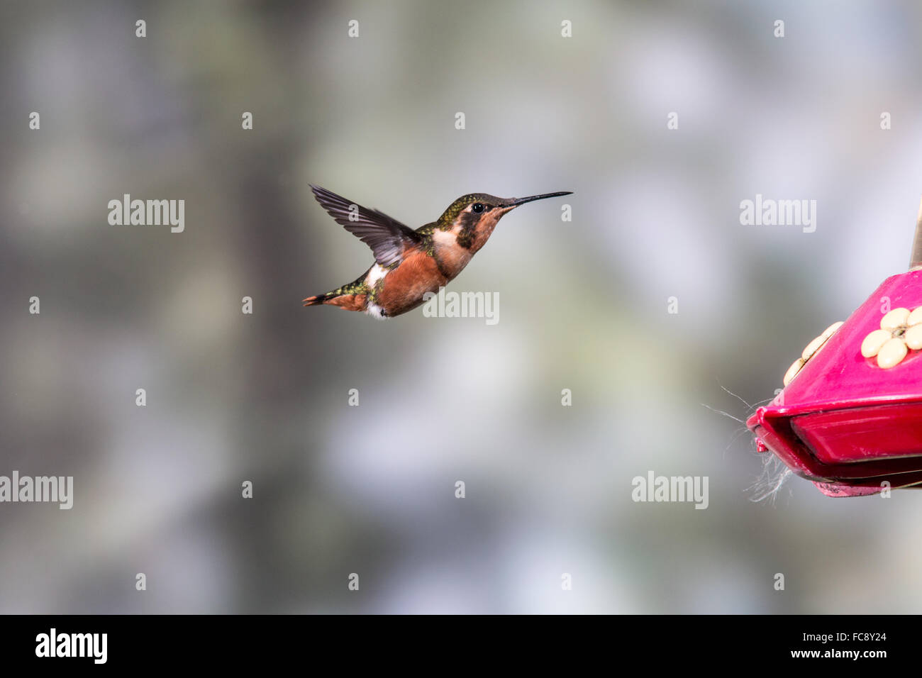 A Female Purple Throated Woodstar Calliphlox Mitchellii At A