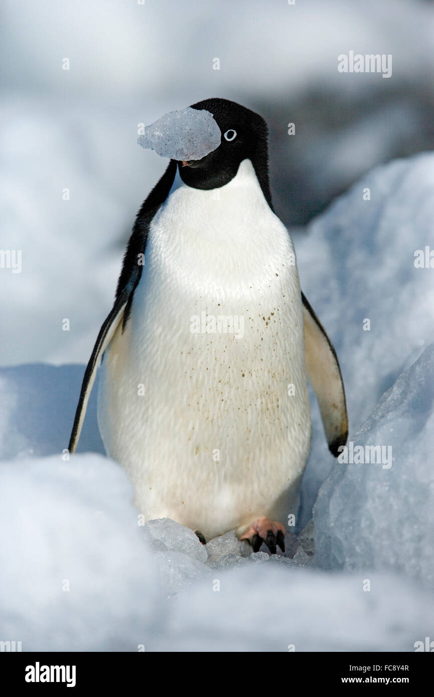Adelie Penguin (Pygoscelis adeliae). Adult standing on ice, with a ...