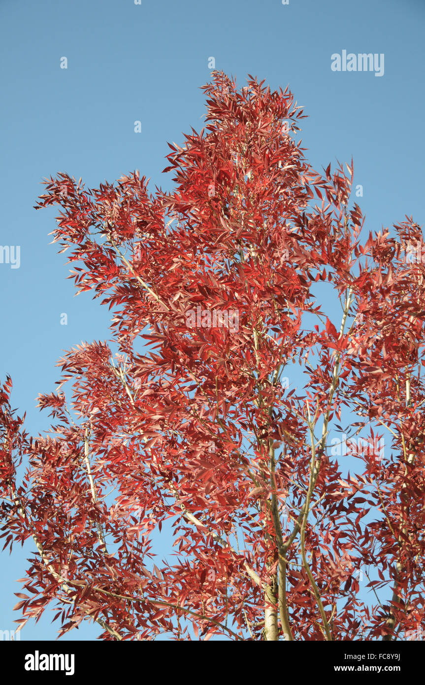 Raywood ash Stock Photo