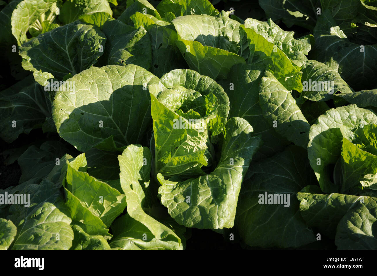 Napa cabbage Stock Photo