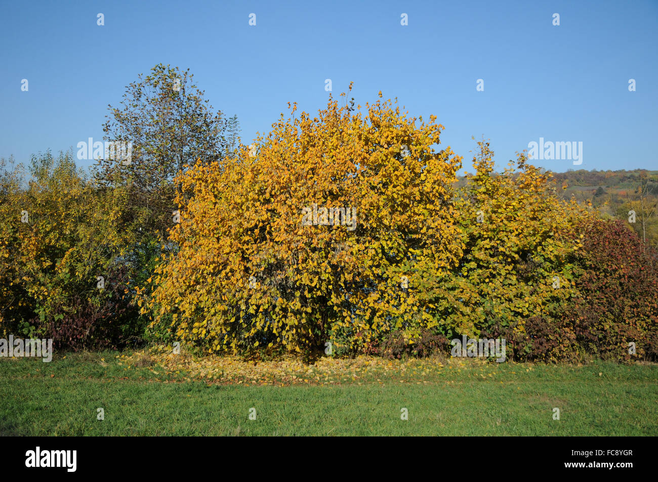 Hazel l hires stock photography and images Alamy