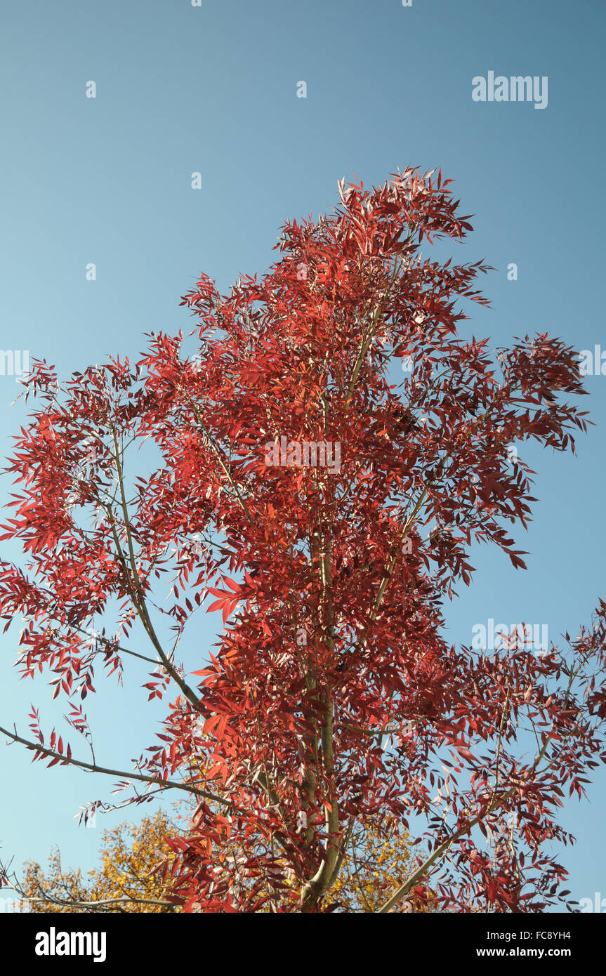 Raywood ash Stock Photo