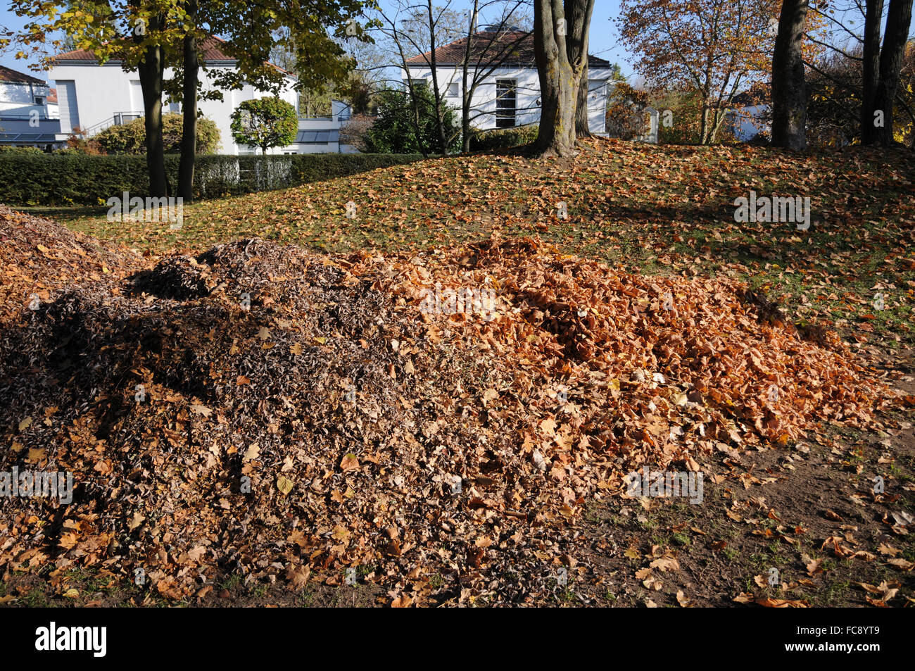 Fall-leaves Stock Photo