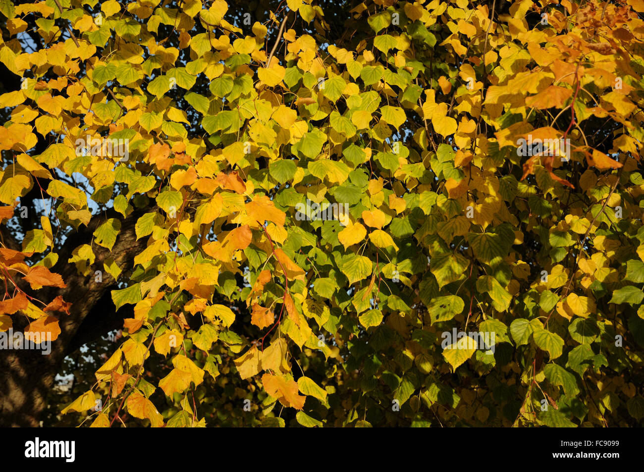 European lime Stock Photo