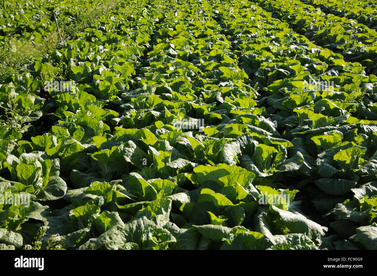 Napa cabbage Stock Photo