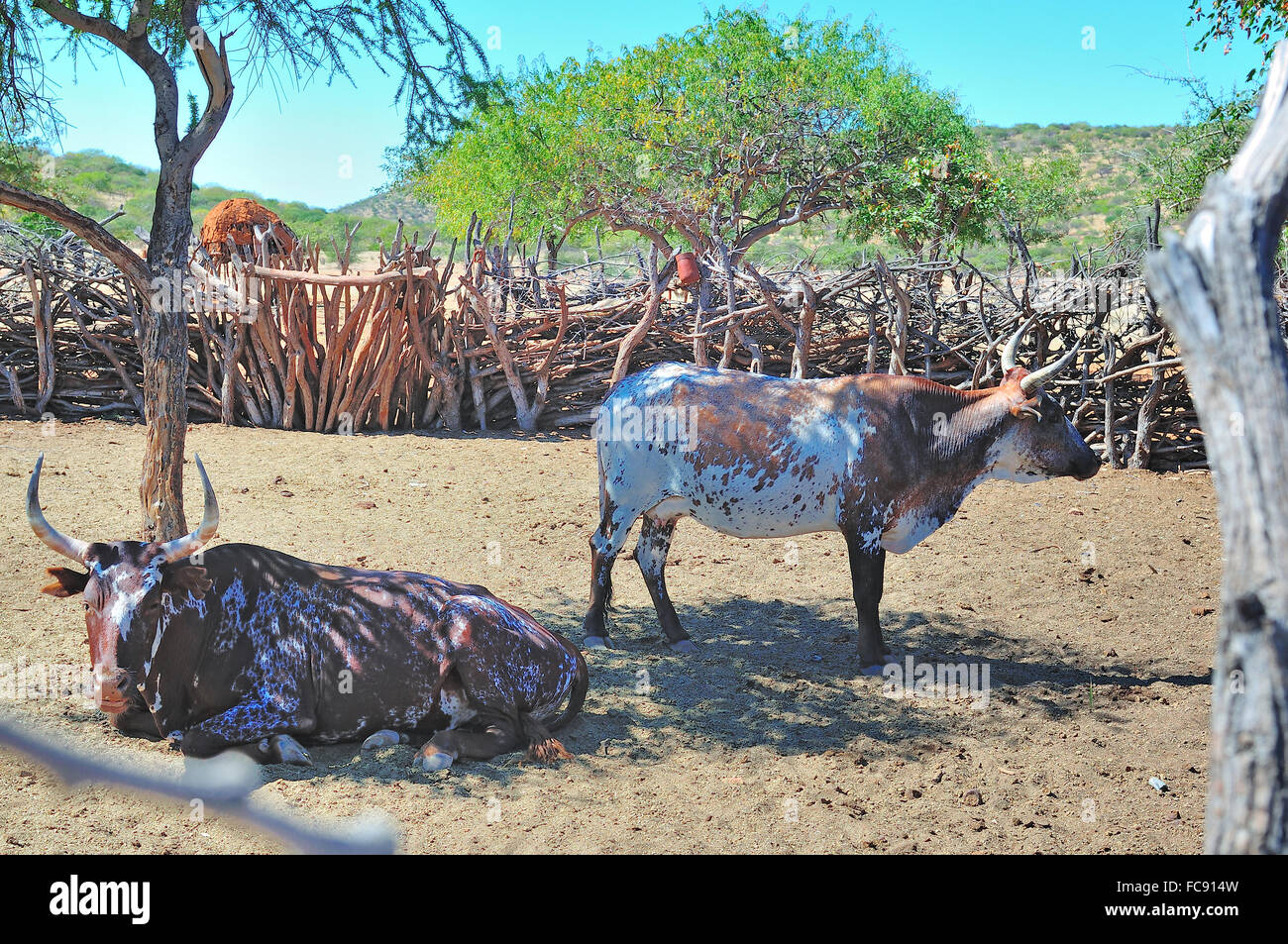Two Nguni cattle in an Ovahimba kraal Stock Photo