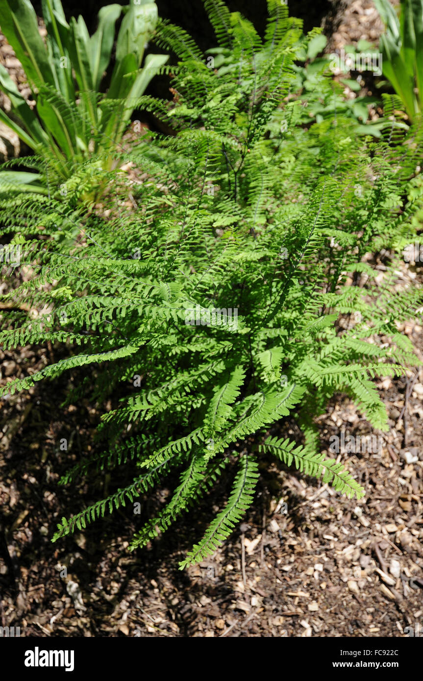 American maidenhair fern Stock Photo