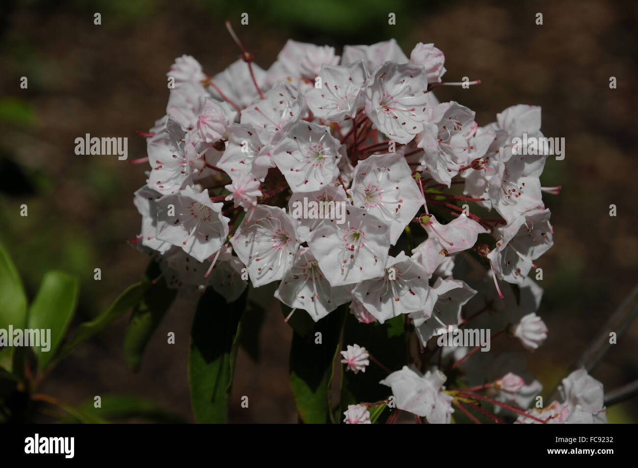 Mountain laurel hires stock photography and images Alamy
