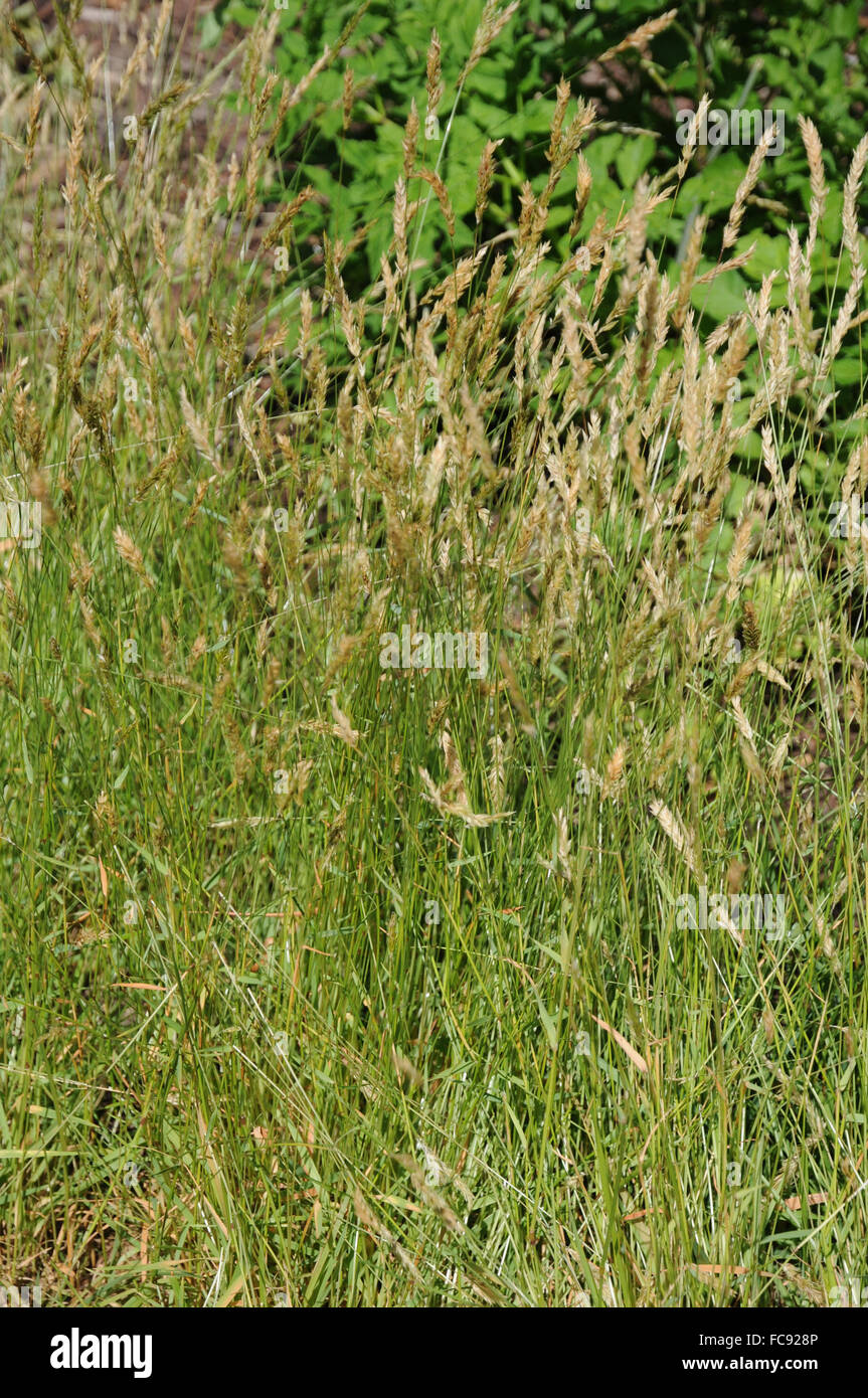 Sweet vernal grass Stock Photo Alamy